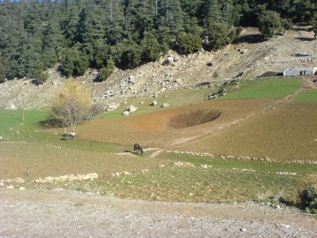 rout om rabi3